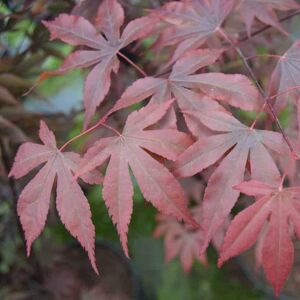 Acer palmatum 'Fireglow' 175-200 cm